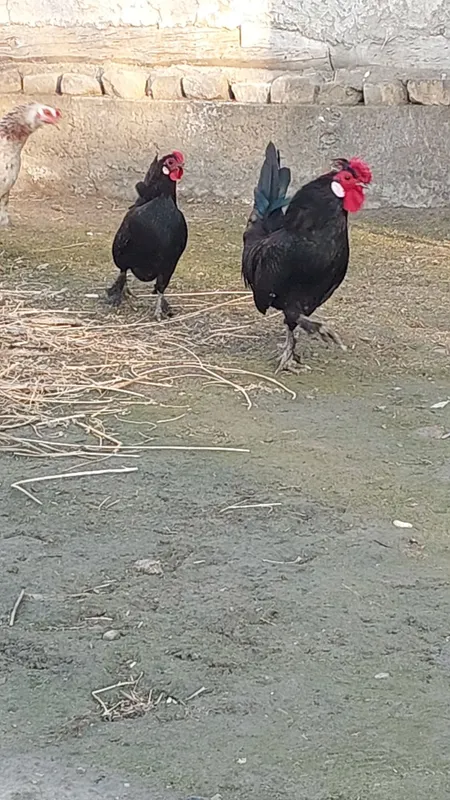 Bantam tovuq va xoʻrozi sotiladi — фото 2