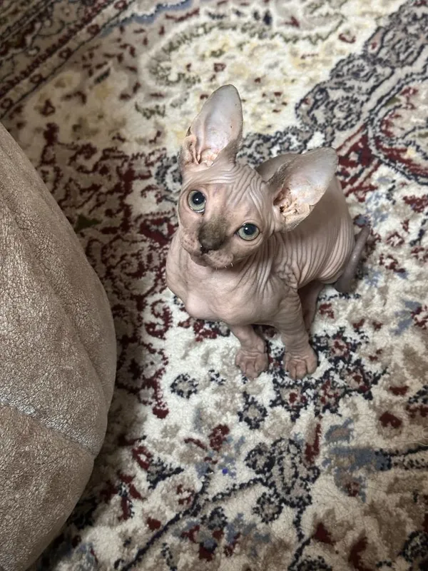 Котенок сфинкс девочка