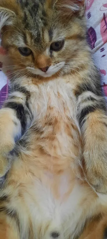 Ищем кошку для вязки. Британский короткошерстный кот. — фото 5