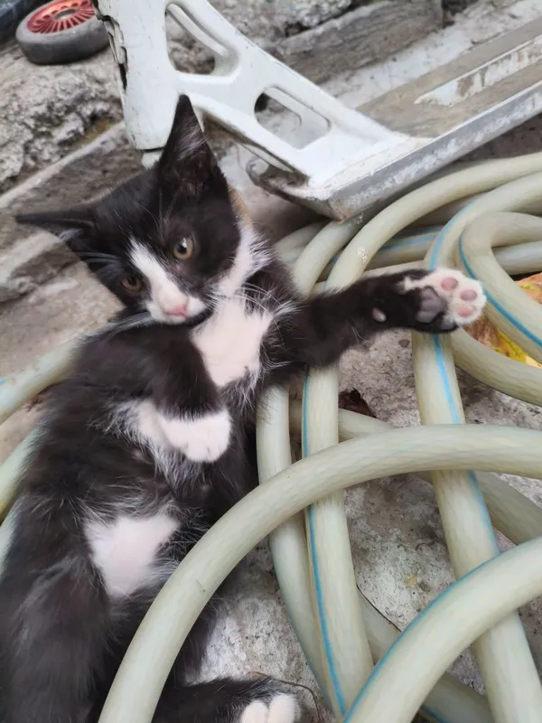 Котята очень хорошие добрые игривые — фото 1
