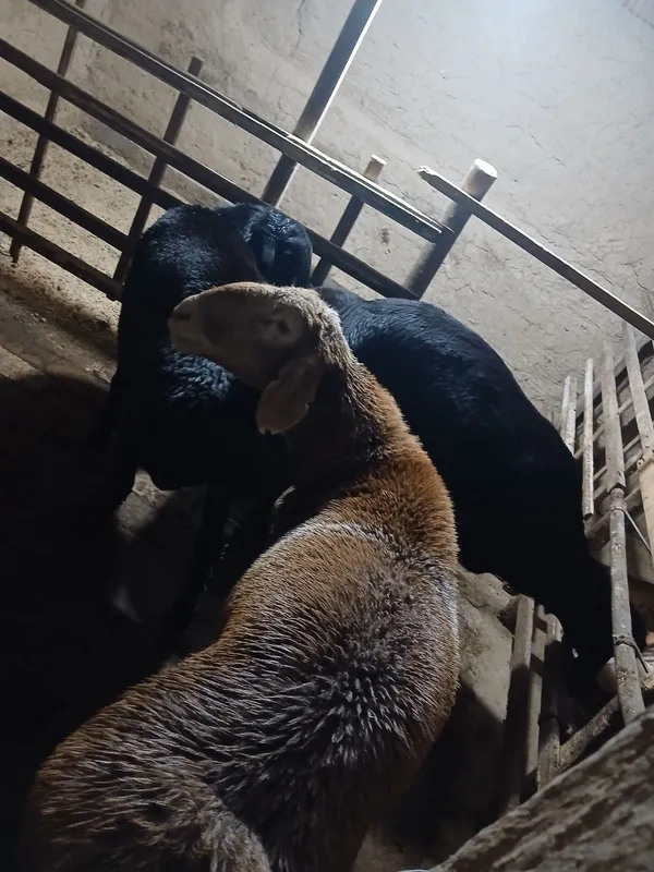 Qochqorlar sotiladi 1 Qochqorlar sotiladi 1