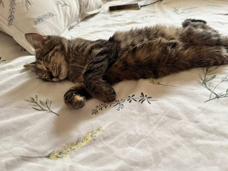 Котенок девочка окрас Табби 4 месяца. Бесплатно. Привита, есть паспорт — фото 4