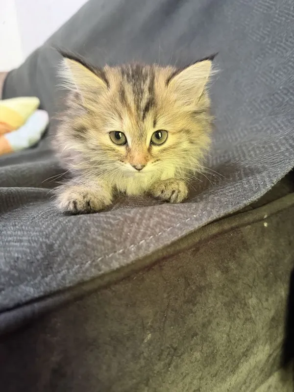 Котята Mushukcha sotiladi ko’rim yidi parodali — фото 5