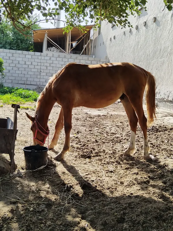 той сотилади