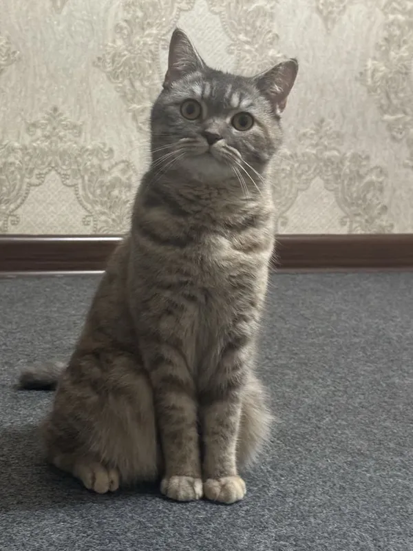 Скотиш страйт Хадияга 4 Скотиш страйт Хадияга 4