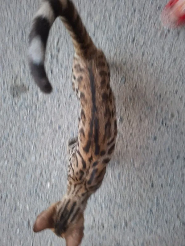 Bengal mushuk toza zot rasmdagi, qoplon face, 3 Bengal mushuk toza zot rasmdagi, qoplon face, 3