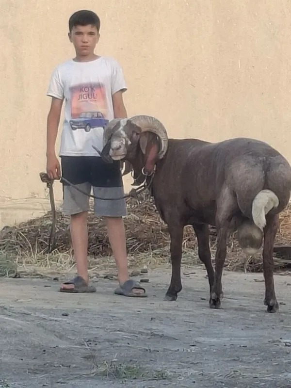 Qochqor sotiladi 2yoshar 2