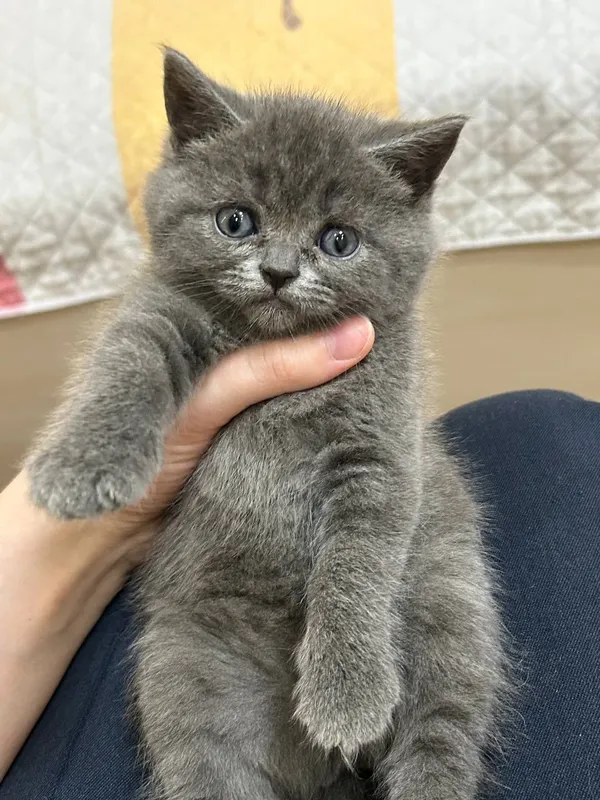 Mushukchalar sotuvda Scottish fold va strayt Mushukchalar sotuvda Scottish fold va strayt
