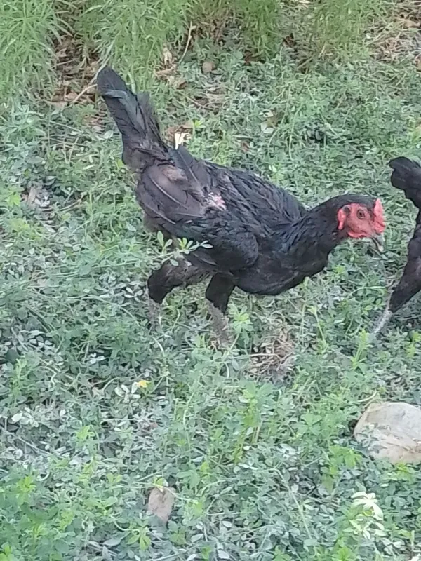 Soʻgʻlom qora xoʻrozlar sotiladi 3