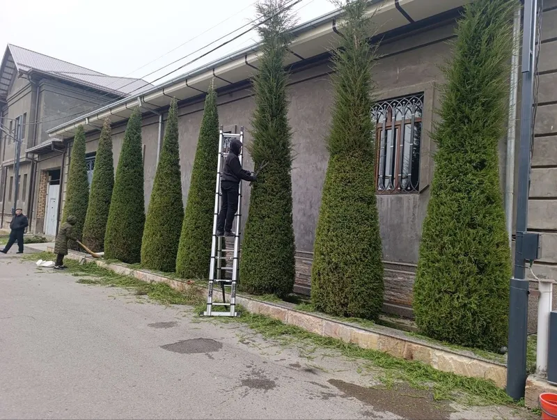Archa kesish xizmati va gazon ekish 3 Archa kesish xizmati va gazon ekish 3
