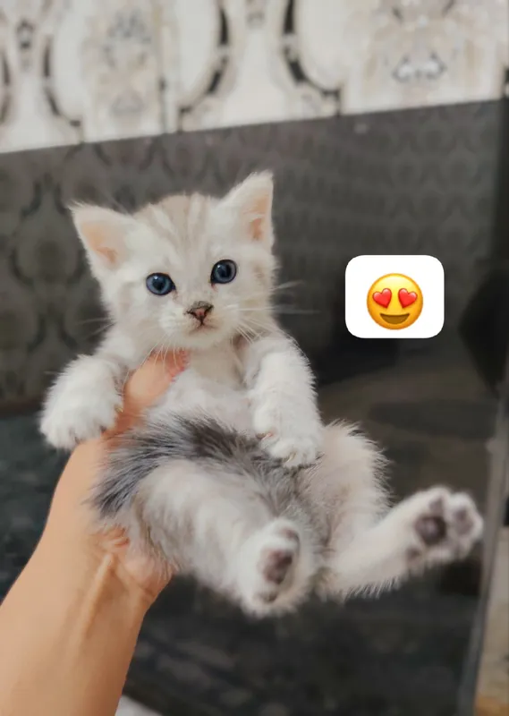 продаются котята шиншилла 2 продаются котята шиншилла 2