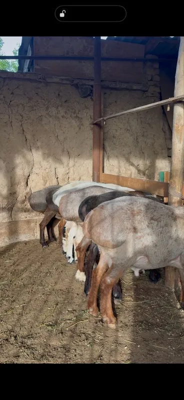 Куйла сотилади Qoyla sotiladi тоза халол озимиззи хонадонники — фото 3