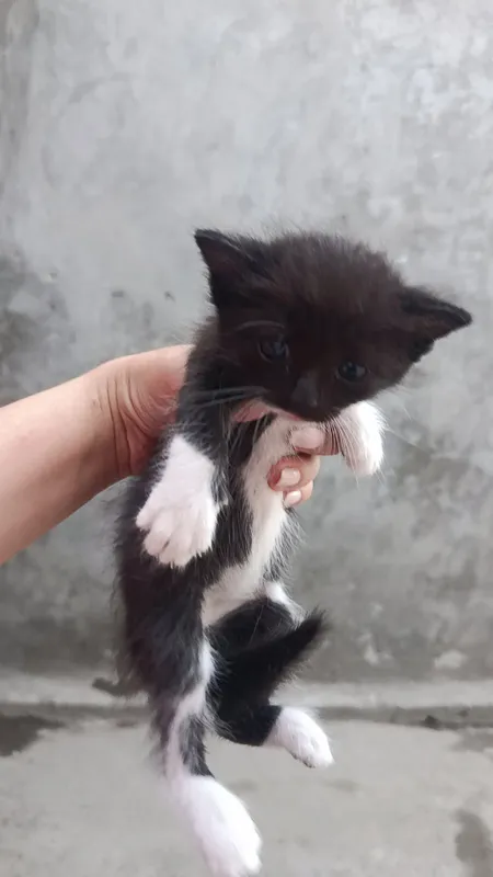 Котята сиамской породы (1 месяц) 2 Котята сиамской породы (1 месяц) 2