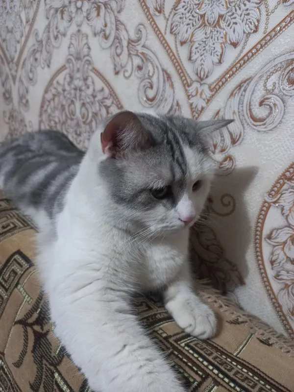 В добрые руки кот! — фото 2