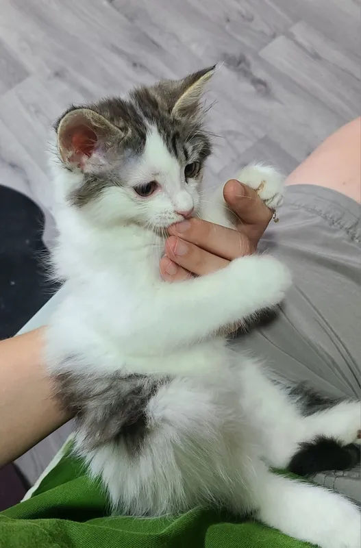 Котенок, мальчик 2,5 месяца ищет дом, домашний 3