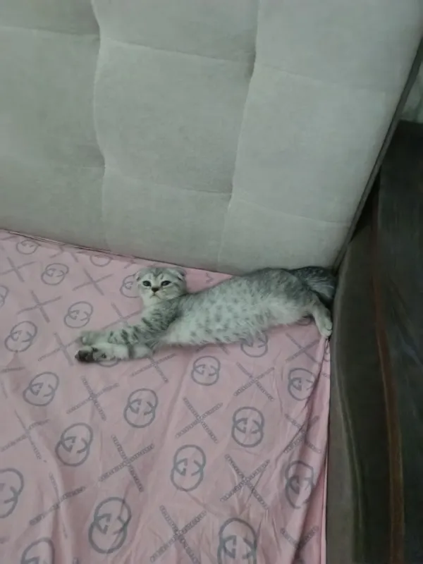 Котята 2 Котята 2