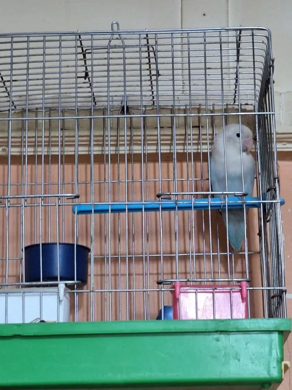 Фишер привязной Зоти тозза 2
