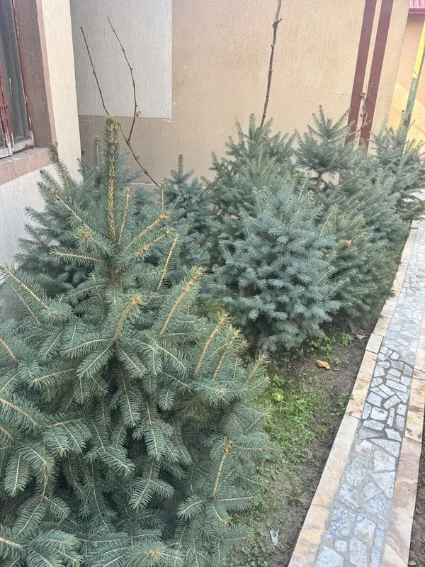 Продаются голубые ели — фото 2