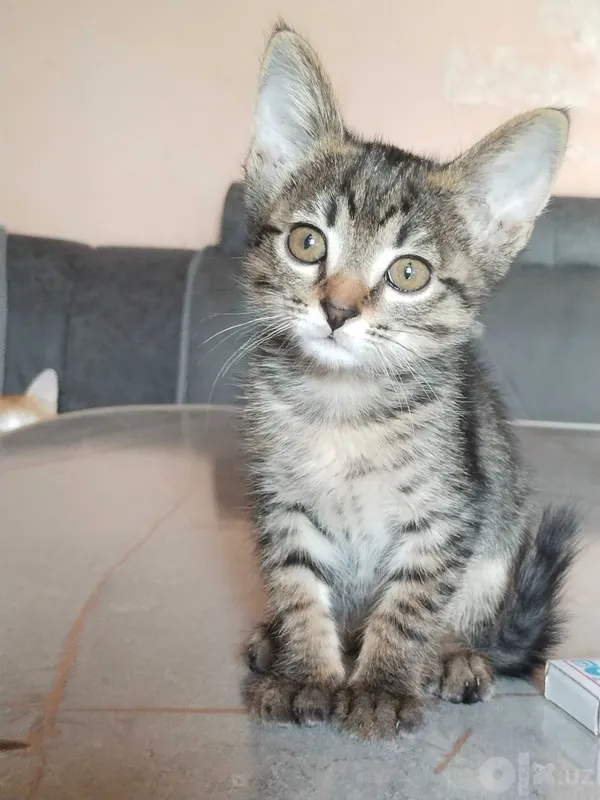 Котенок девочка 2 месяца 3 Котенок девочка 2 месяца 3