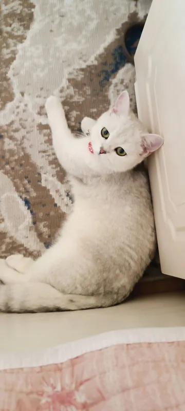 Кошка 3 Кошка 3