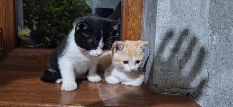Котята отдадим за даром