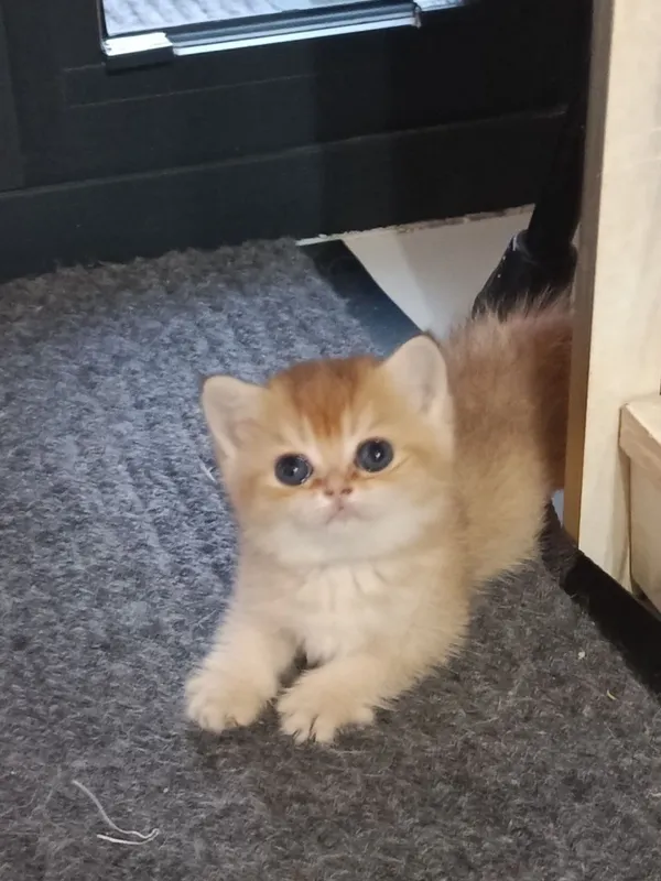 Продаётся котёнок британский 6