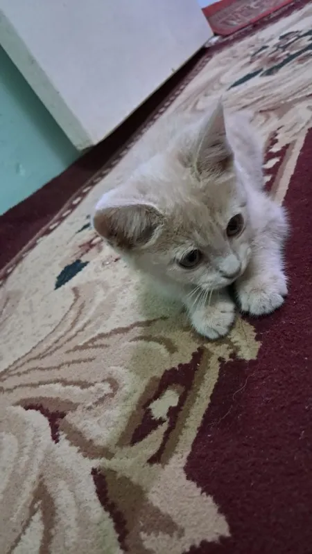 Oylik ayol muwuk uyda piwgan ovqatni yeydi 3 Oylik ayol muwuk uyda piwgan ovqatni yeydi 3