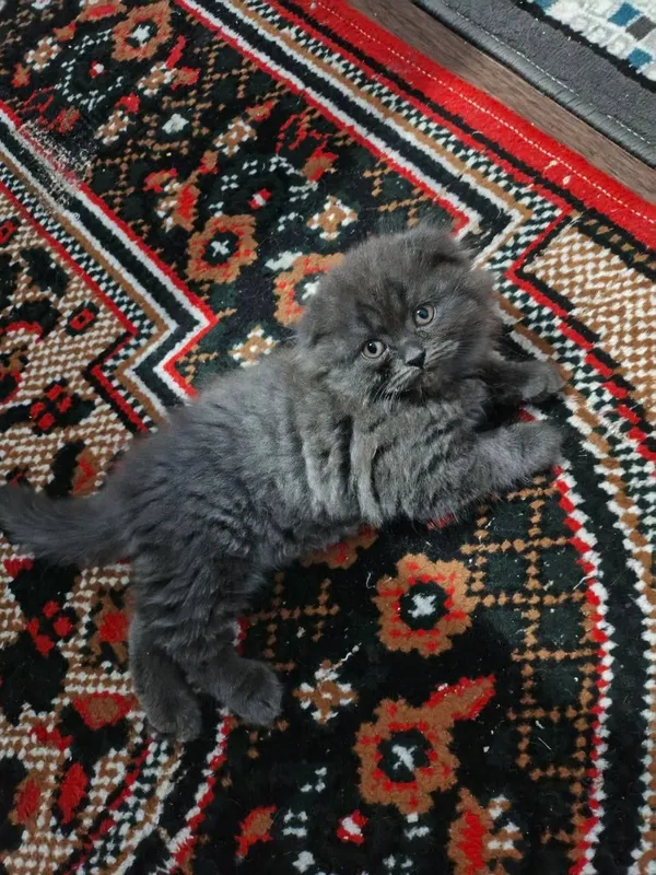 Британские скотш фолд