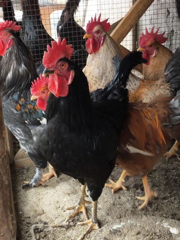 Xoʻrozlar sotiladi goʻshtkaham nasilgaxam zoʻr