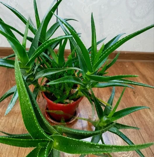 Aloe yoshi taxminan 5 yil, naqd pulda to‘lov 3