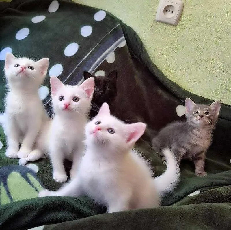 Продаётся котёнок 2