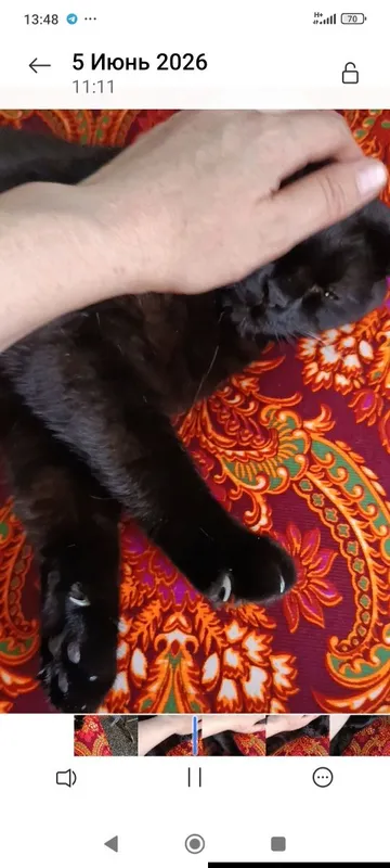 Отдадим британской породы кота . 3 Отдадим британской породы кота . 3