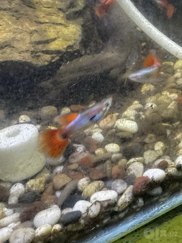 Guppilar sotiladi 2 Guppilar sotiladi 2