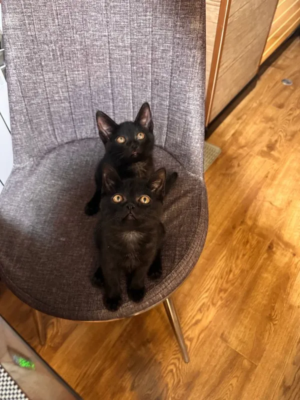 Котик 2,5 месяца — фото 4