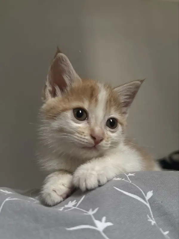 Котенок в добрые руки