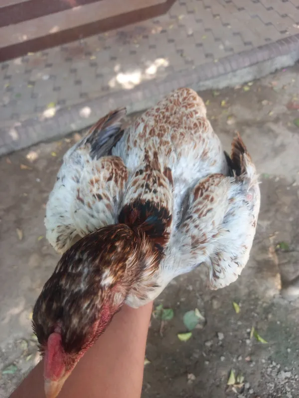 dakan tovuq tule kelwamz 3 dakan tovuq tule kelwamz 3