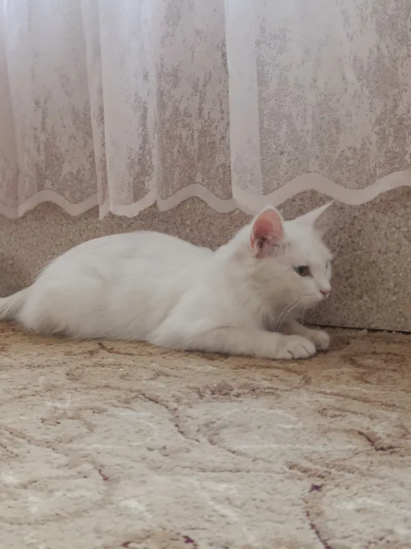Zoti Angora qiz bola mushuk — фото 1