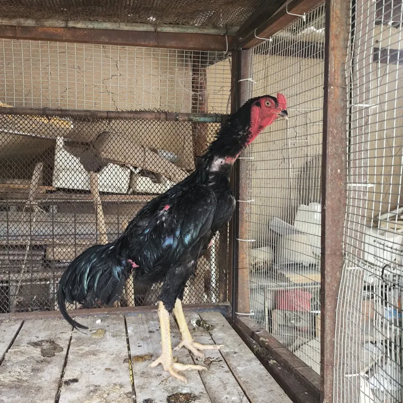 Dakan xoʻroz . Zotdor 2