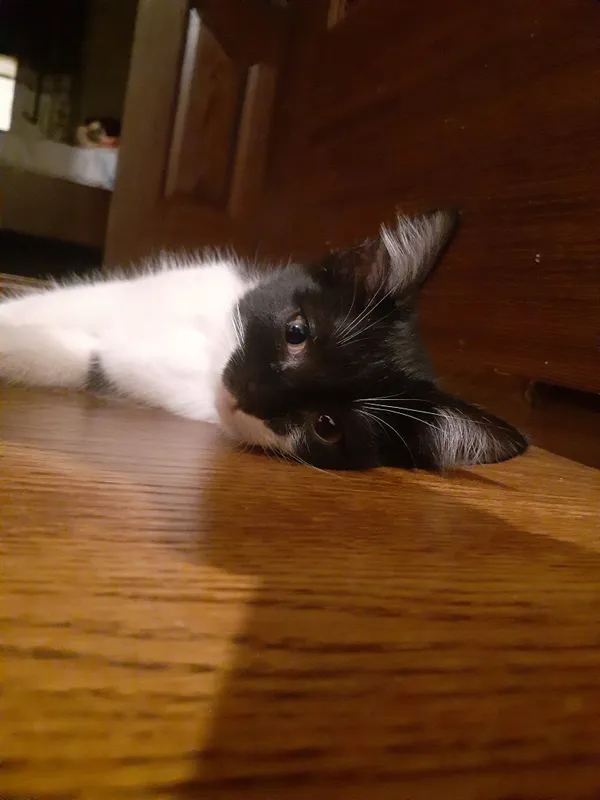 Котёнок 1 Котёнок 1