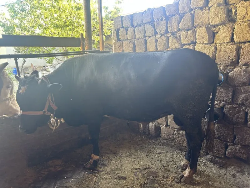 Mollar sotiladi sogʻlom 8 Mollar sotiladi sogʻlom 8