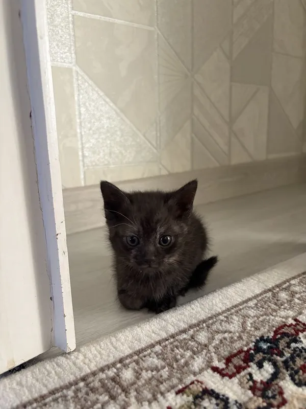 Отдам котят в хорошие и заботливые руки! — фото 3