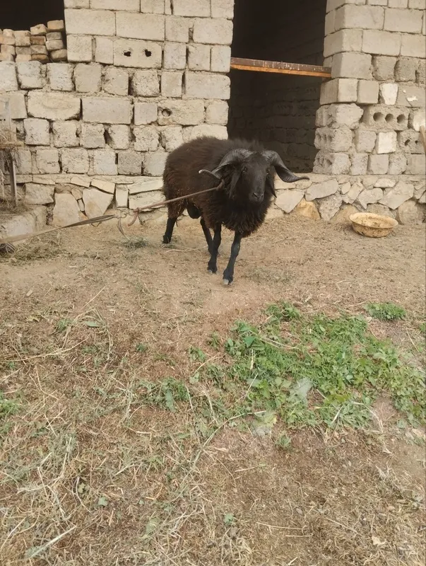 Quchqor Sotiladi