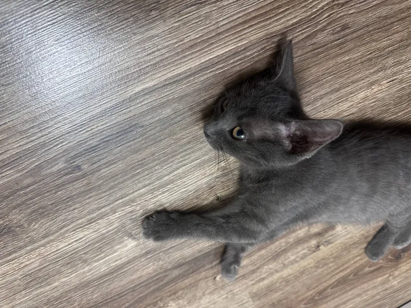 кошка скотиш страйт 2 месяца лоток расчоска бонус 3 кошка скотиш страйт 2 месяца лоток расчоска бонус 3