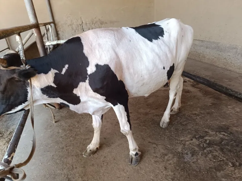 Sigir sotiladi qisir 4 Sigir sotiladi qisir 4