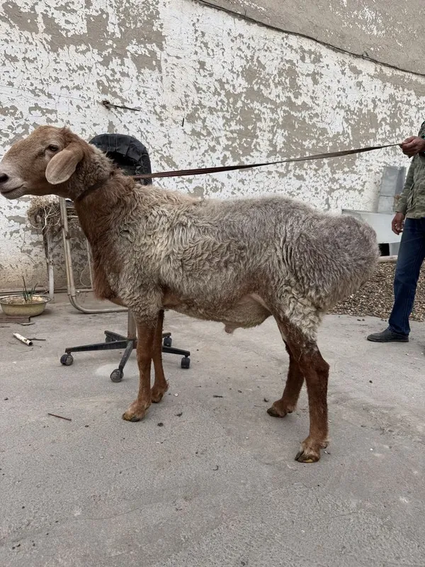 qo’chqor sotiladi oyoqda yoki jivoy vesda