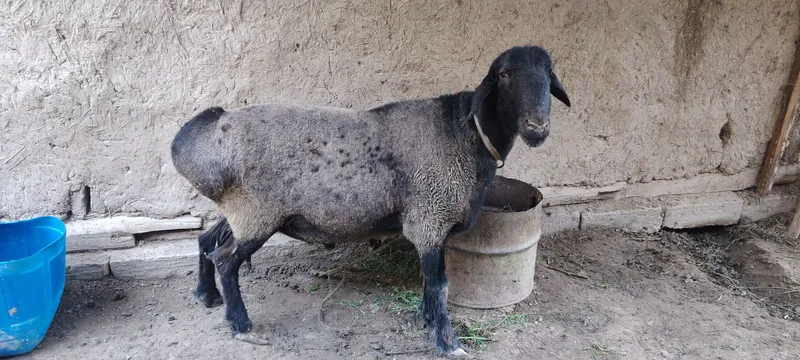 Boqilgan sog'lom qo'chqor sotiladi — фото 1
