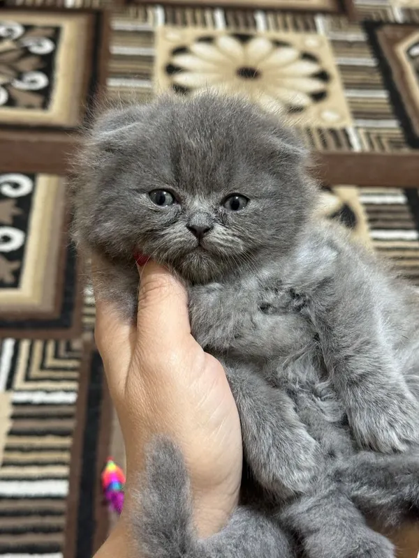 Продаем породистых кошечек — фото 3