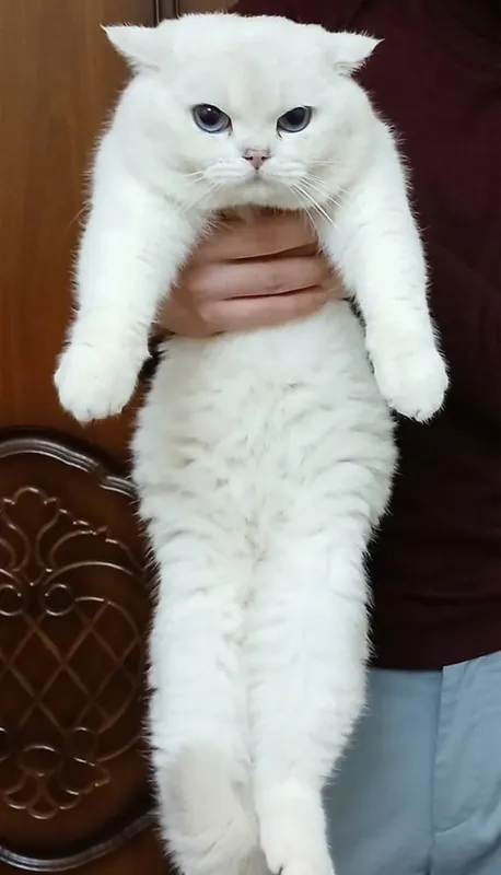 Котята Скотиш Страйт Серебристая Шиншилла — фото 4