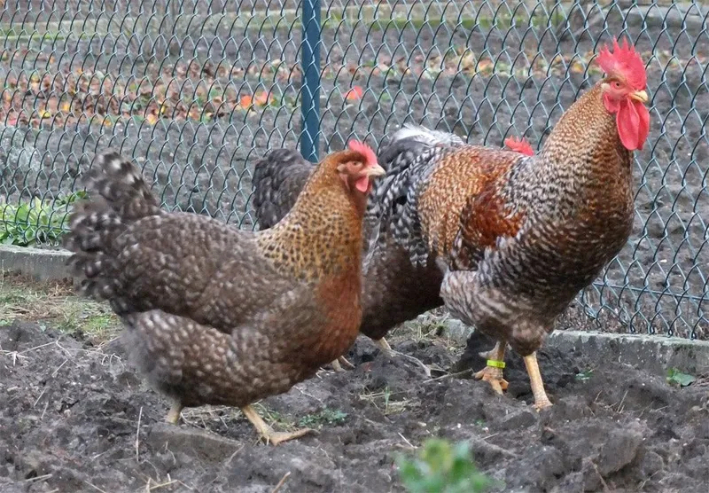 Belefelder semya 1+4 sotiladi makyonlar tuhumda 1