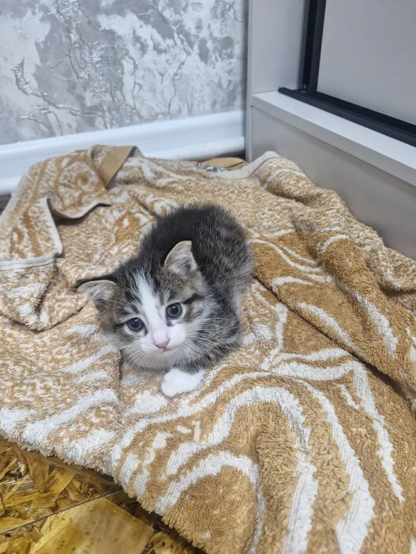 Бесплатно отдам котят домащних в хорошие руки 1